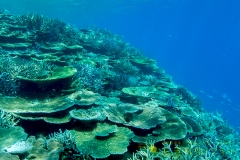 宮古島八重干瀬サンゴ礁群02