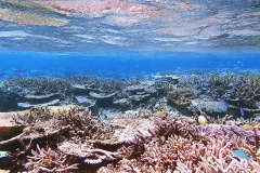 八重干瀬サンゴ礁群01