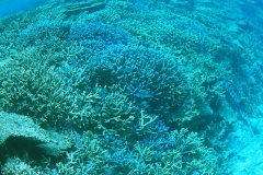 八重干瀬枝サンゴ