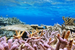 八重干瀬サンゴ礁群03