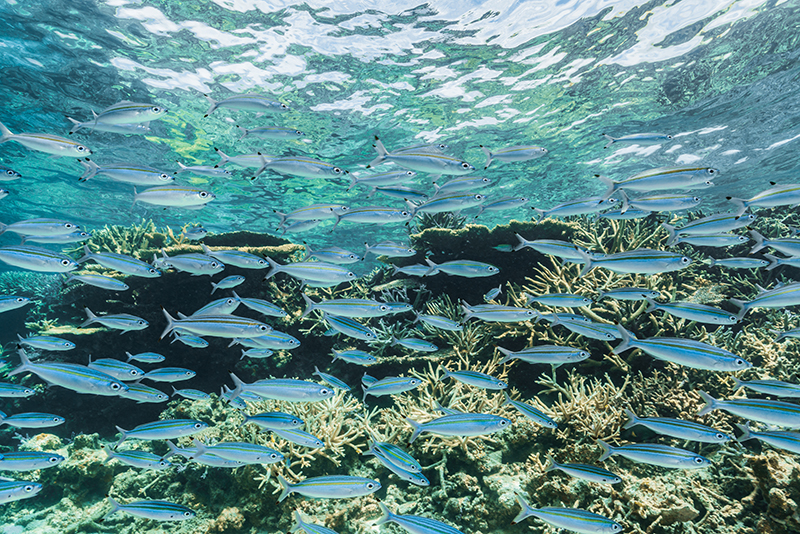 サンゴの絨毯と色鮮やかな熱帯魚に囲まれてシュノーケリングを満喫する様子