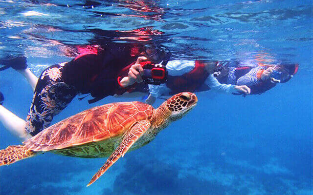 ウミガメシュノーケリング