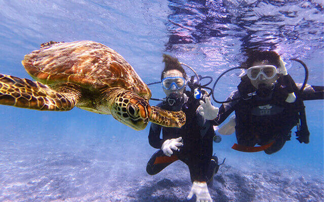 ウミガメ体験ダイビング