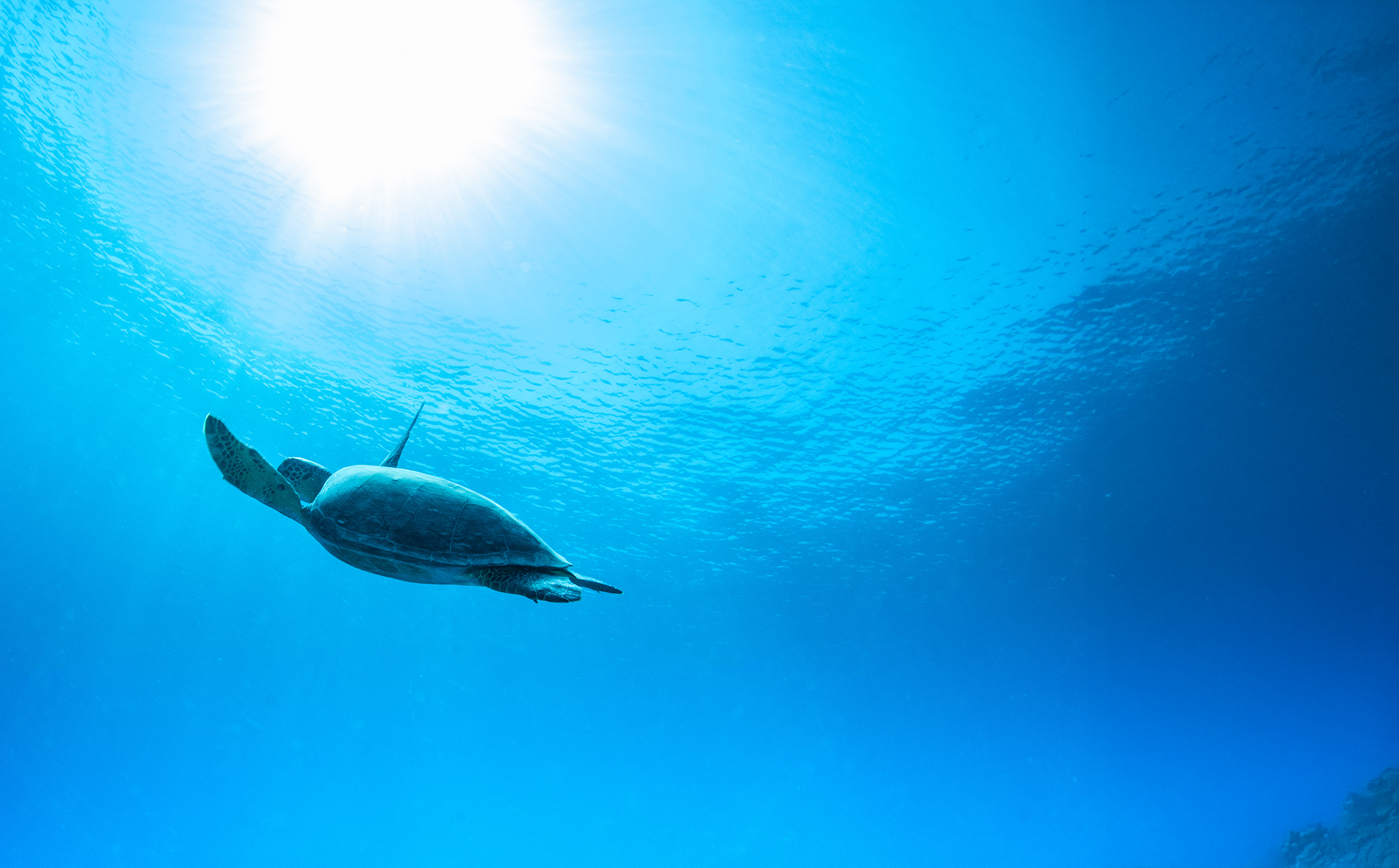 ウミガメフォト