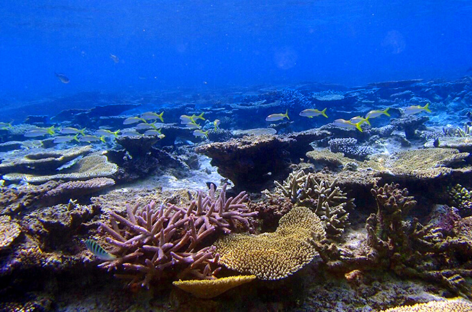宮古島　八重干瀬　サンゴ礁群