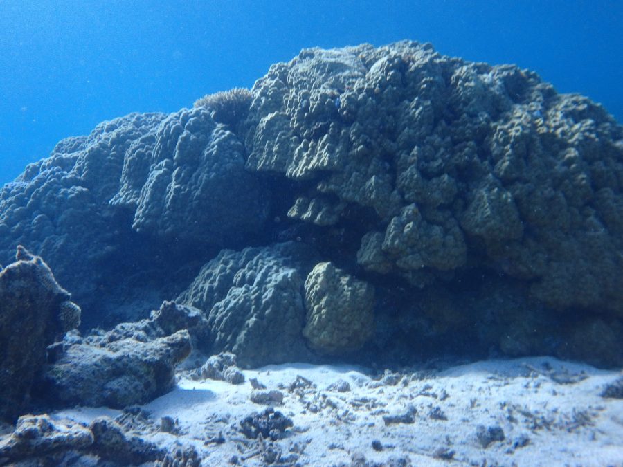 世界最大級のサンゴ礁の海 八重干瀬でみられるサンゴ礁4選 宮古島でシュノーケル ダイビングするなら八重干瀬ツアー専門アクアベース