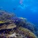 世界最大級のサンゴ礁の海・八重干瀬でみられるサンゴ礁4選