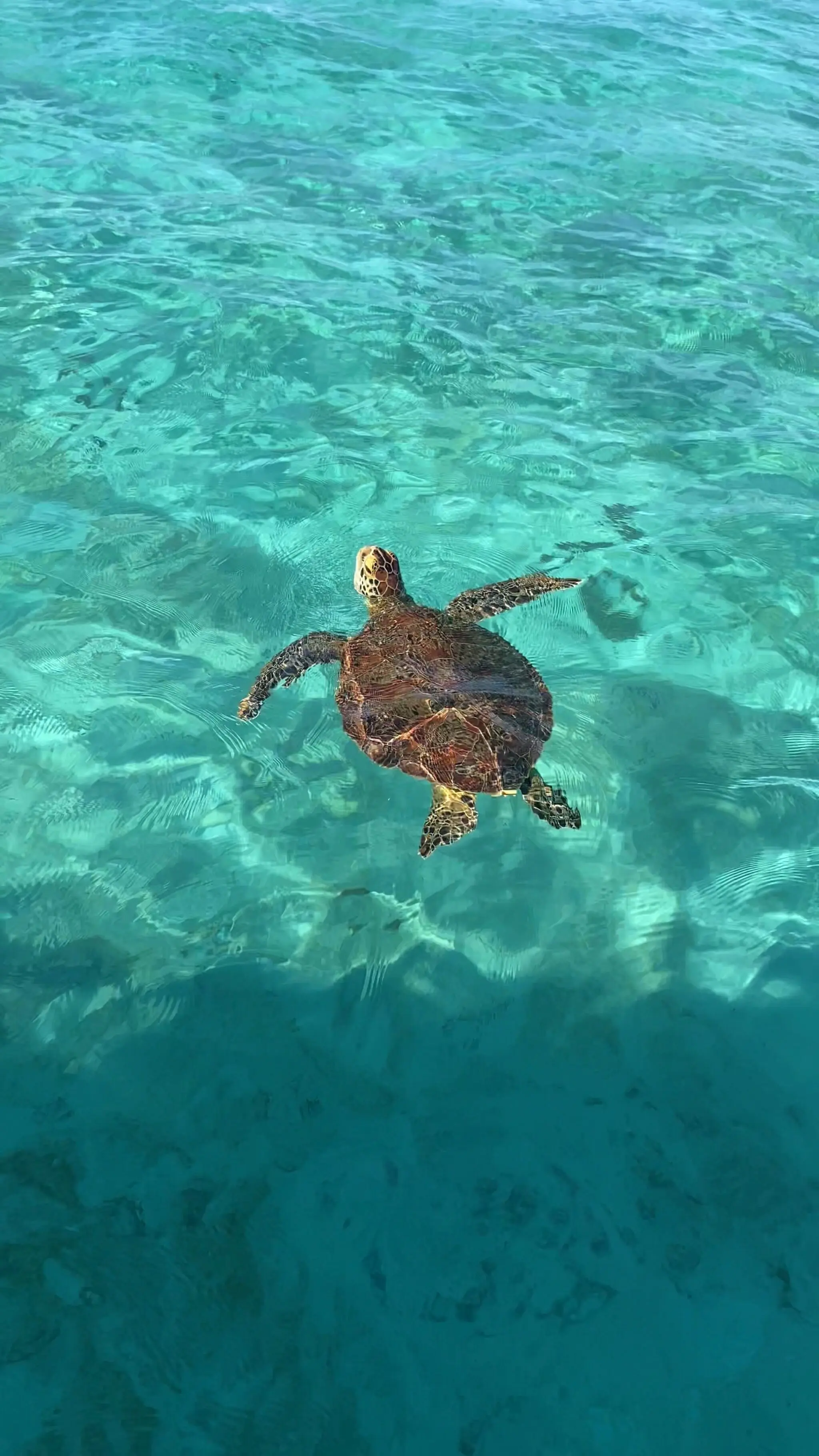 ウミガメにも会える？宮古島・新城海岸でシュノーケリングを楽しもう