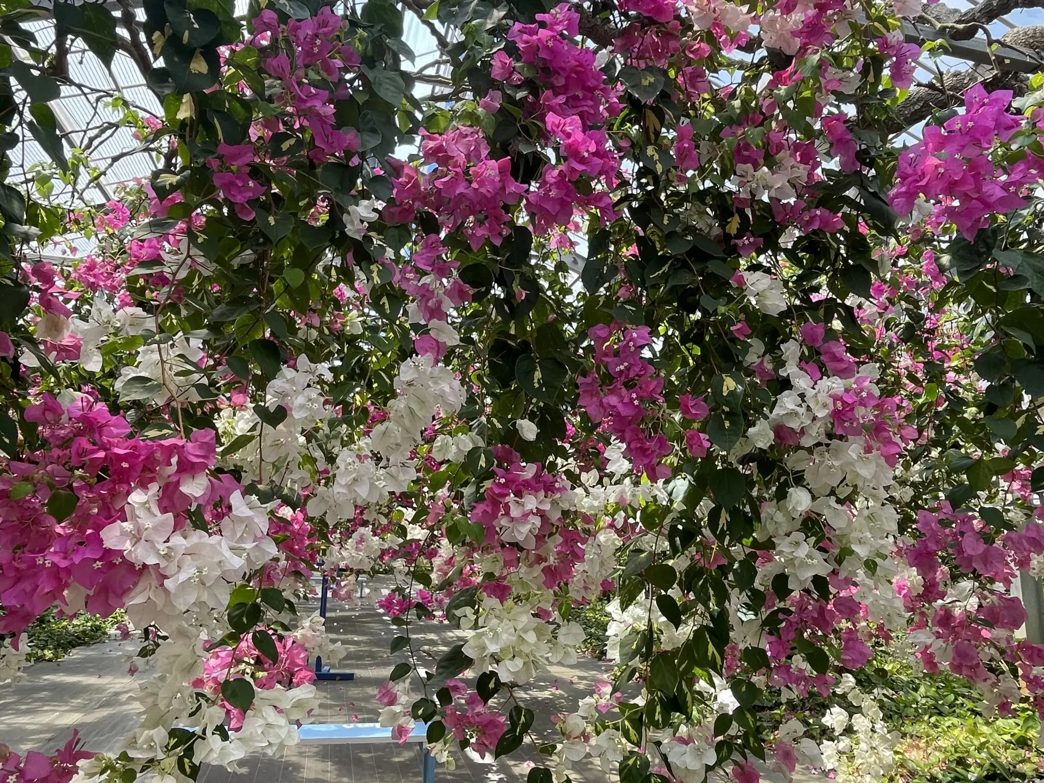 【中古】千島列島の植物 南国の風景が広がる！宮古島の植物を紹介 | 【宮古島】八重干瀬