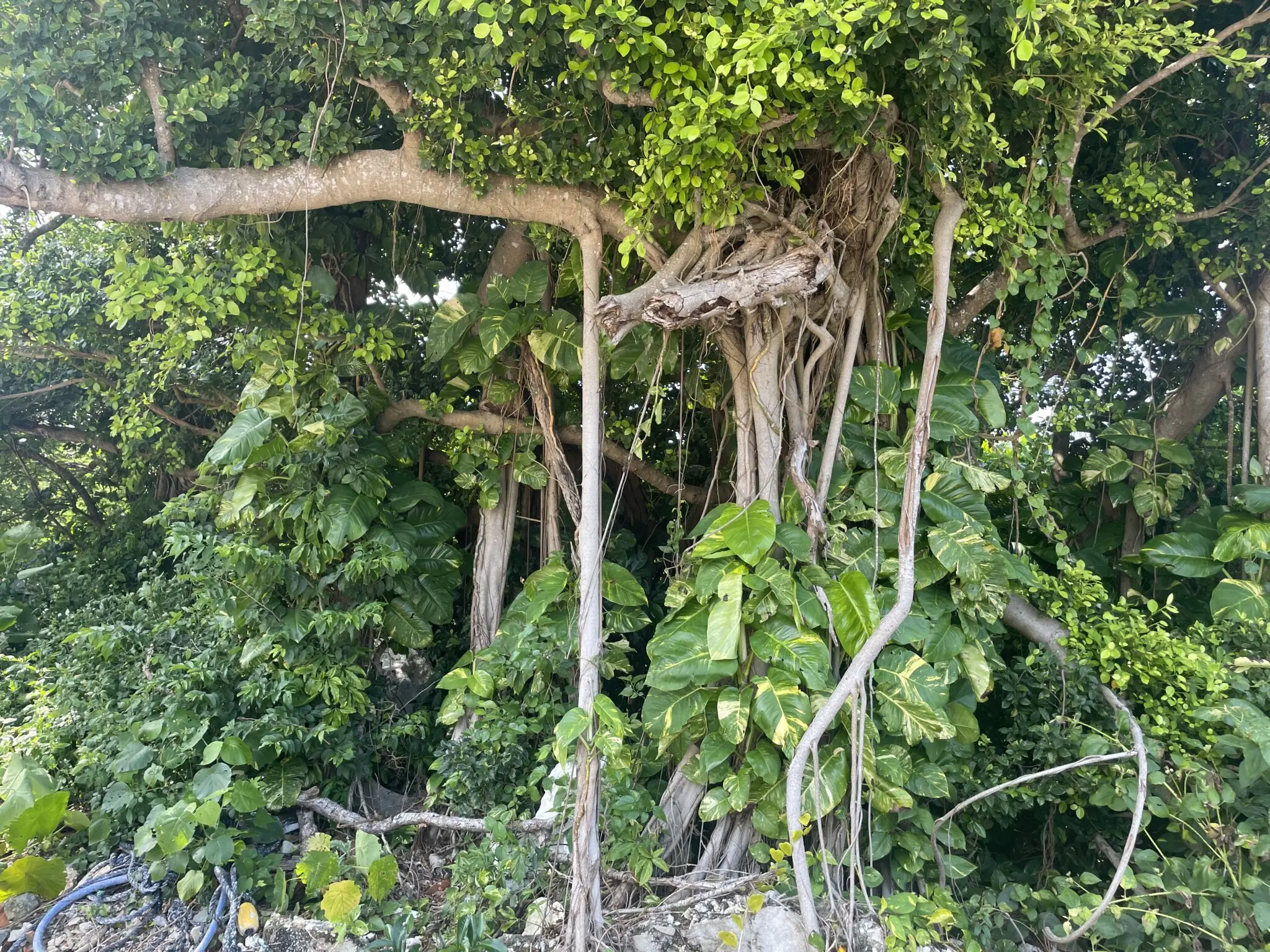 南国の風景が広がる！宮古島の植物を紹介 | 【宮古島】八重干瀬
