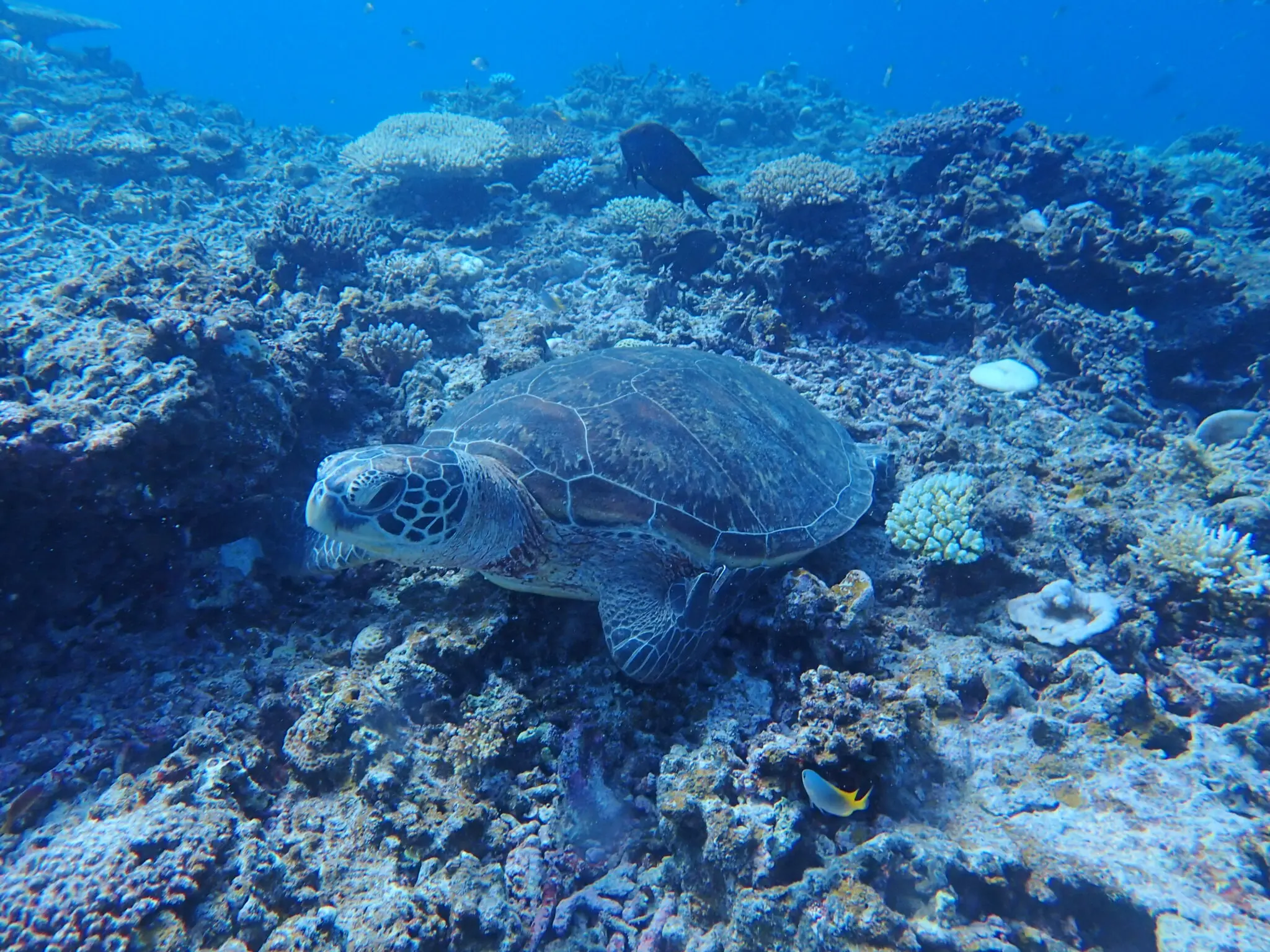 高確率でウミガメに会える八重干瀬のポイント | 【宮古島】八重干瀬