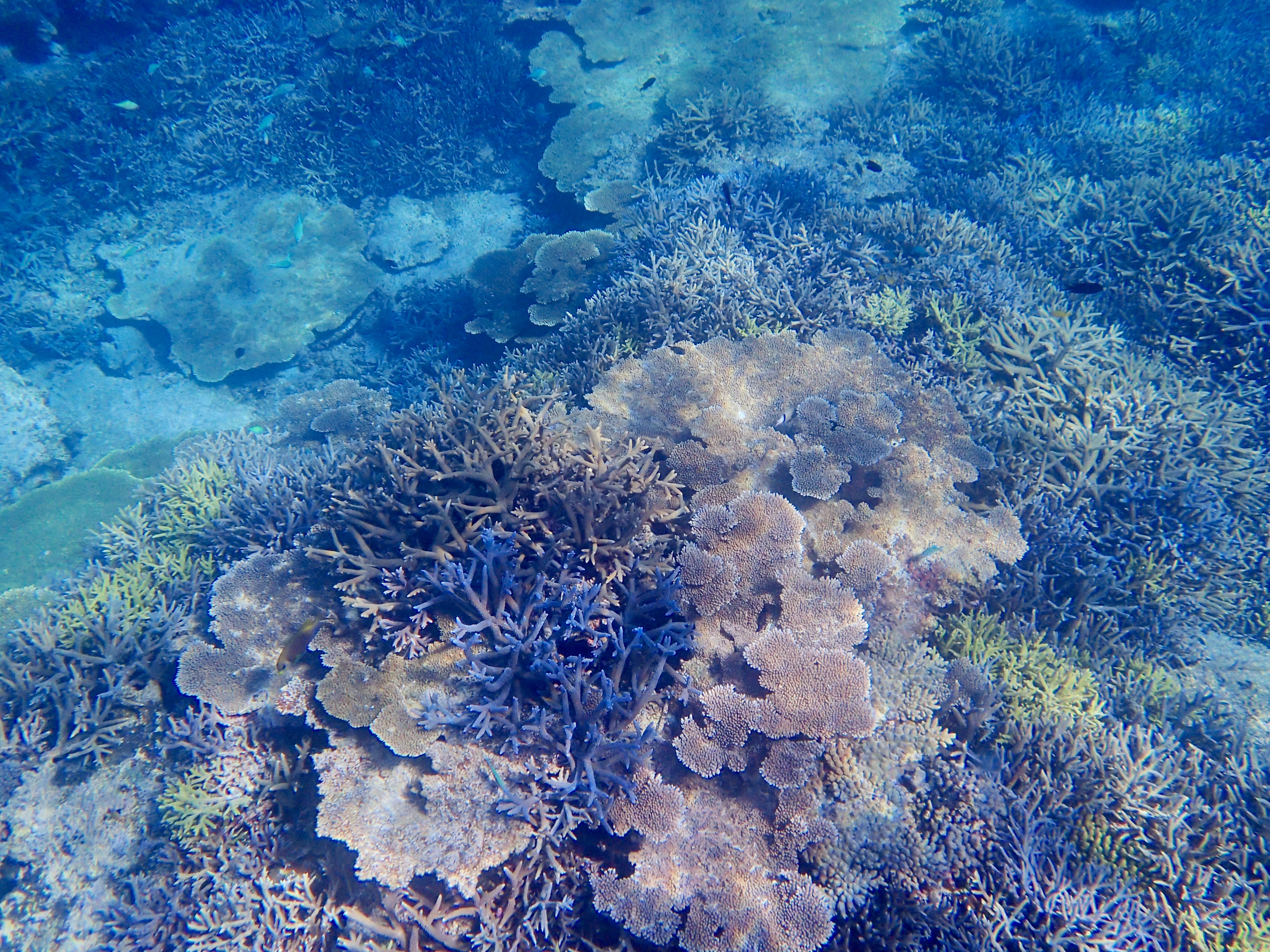 晴天ベタ凪ツアー | 宮古島でシュノーケル＆ダイビングするなら八重干