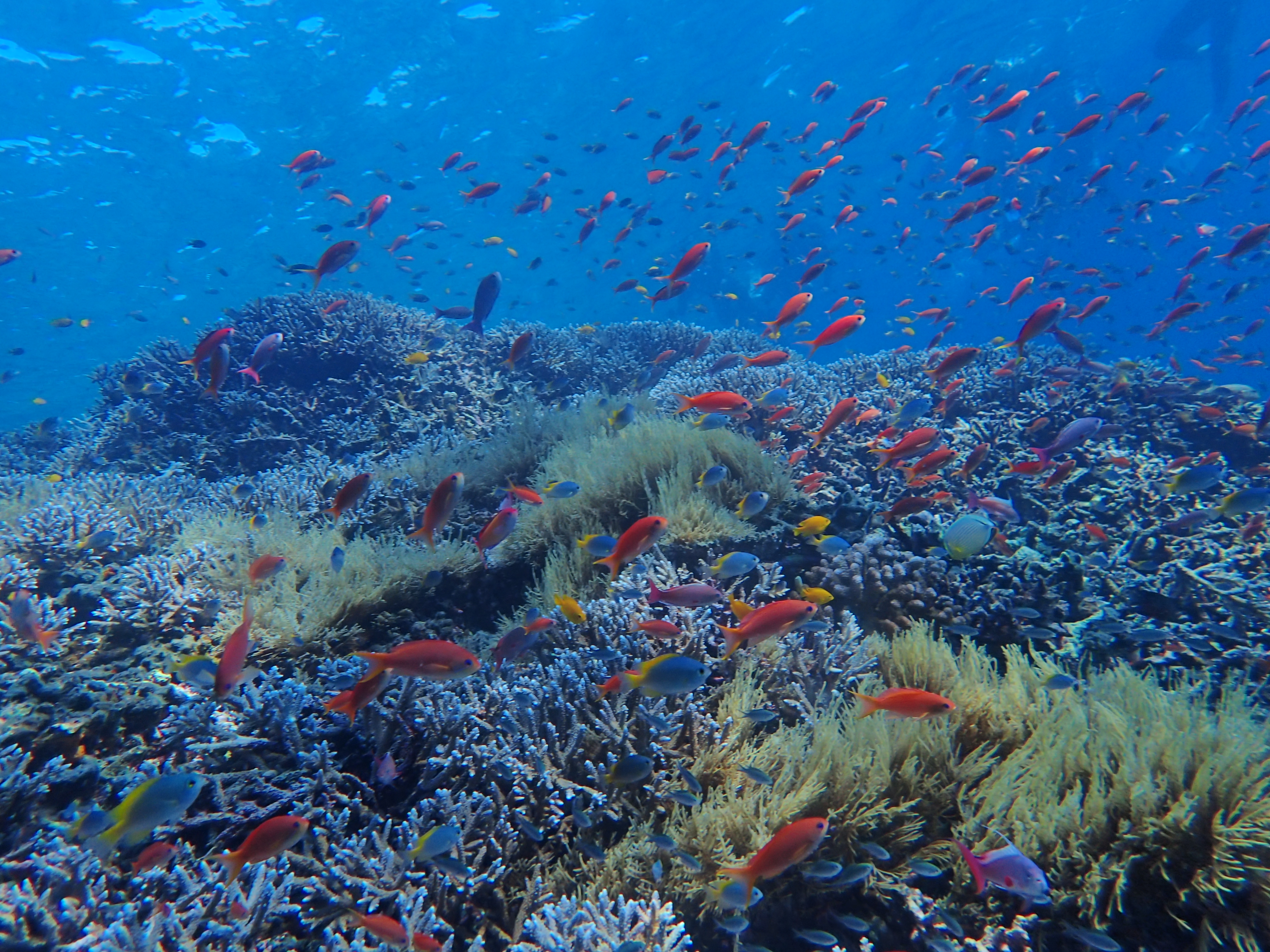 Ｂ八重干瀬半日シュノーケルトリップ（3～4ポイント案内）