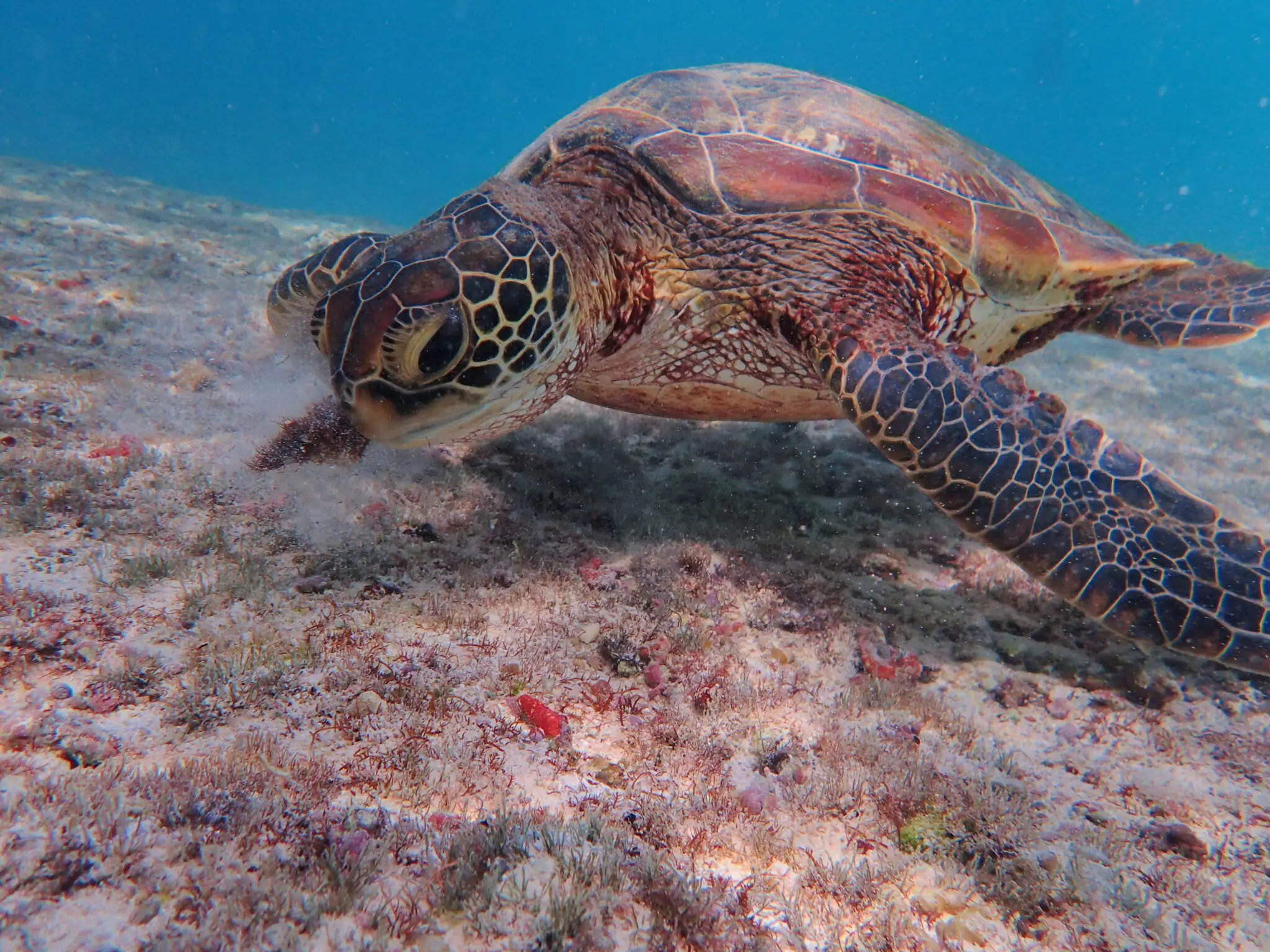 目指せ上級者！ウミガメの見分け方⭐︎ | 【宮古島】八重干瀬