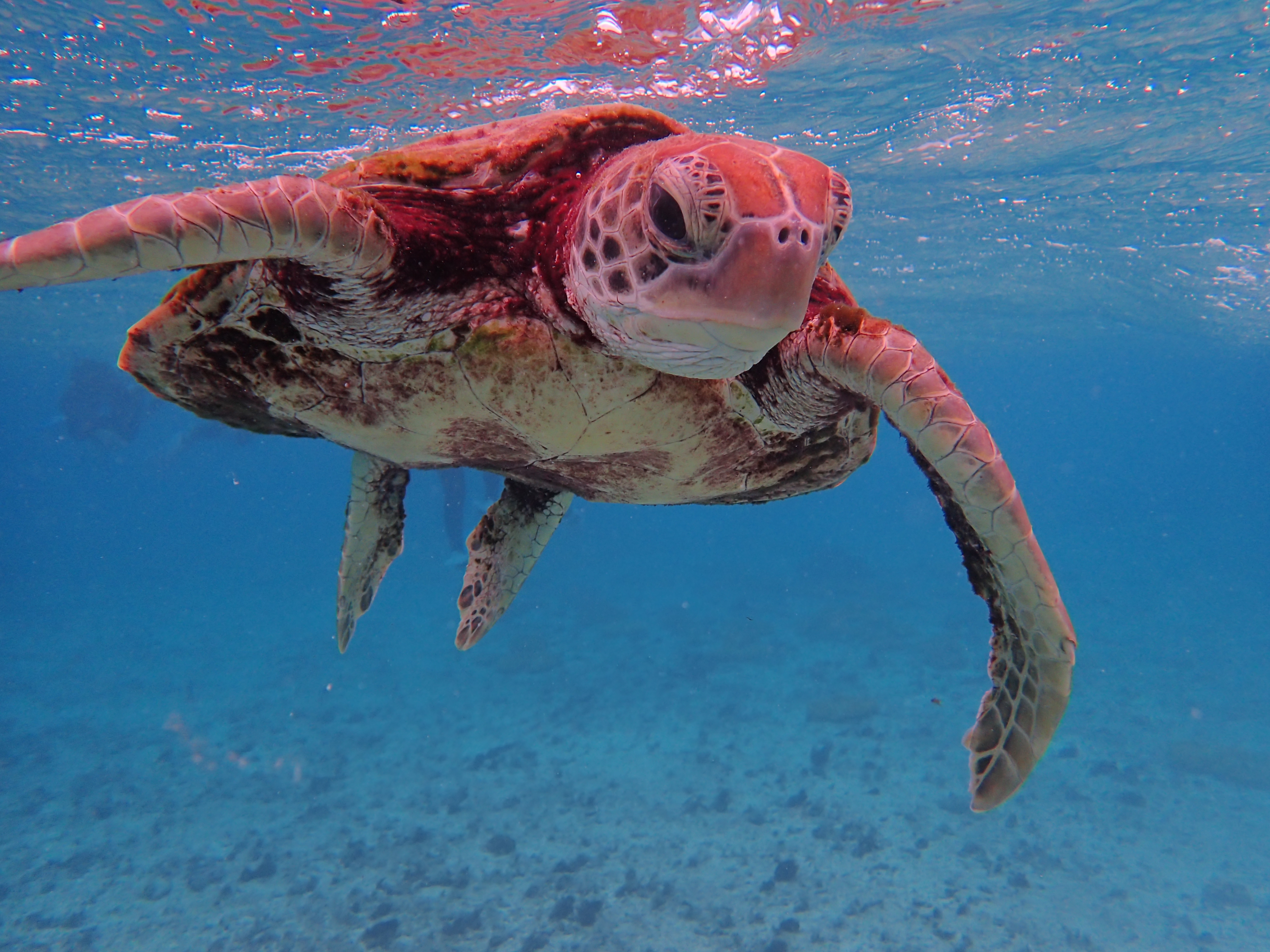 Ｂ八重干瀬半日シュノーケルトリップ（3～4ポイント案内）