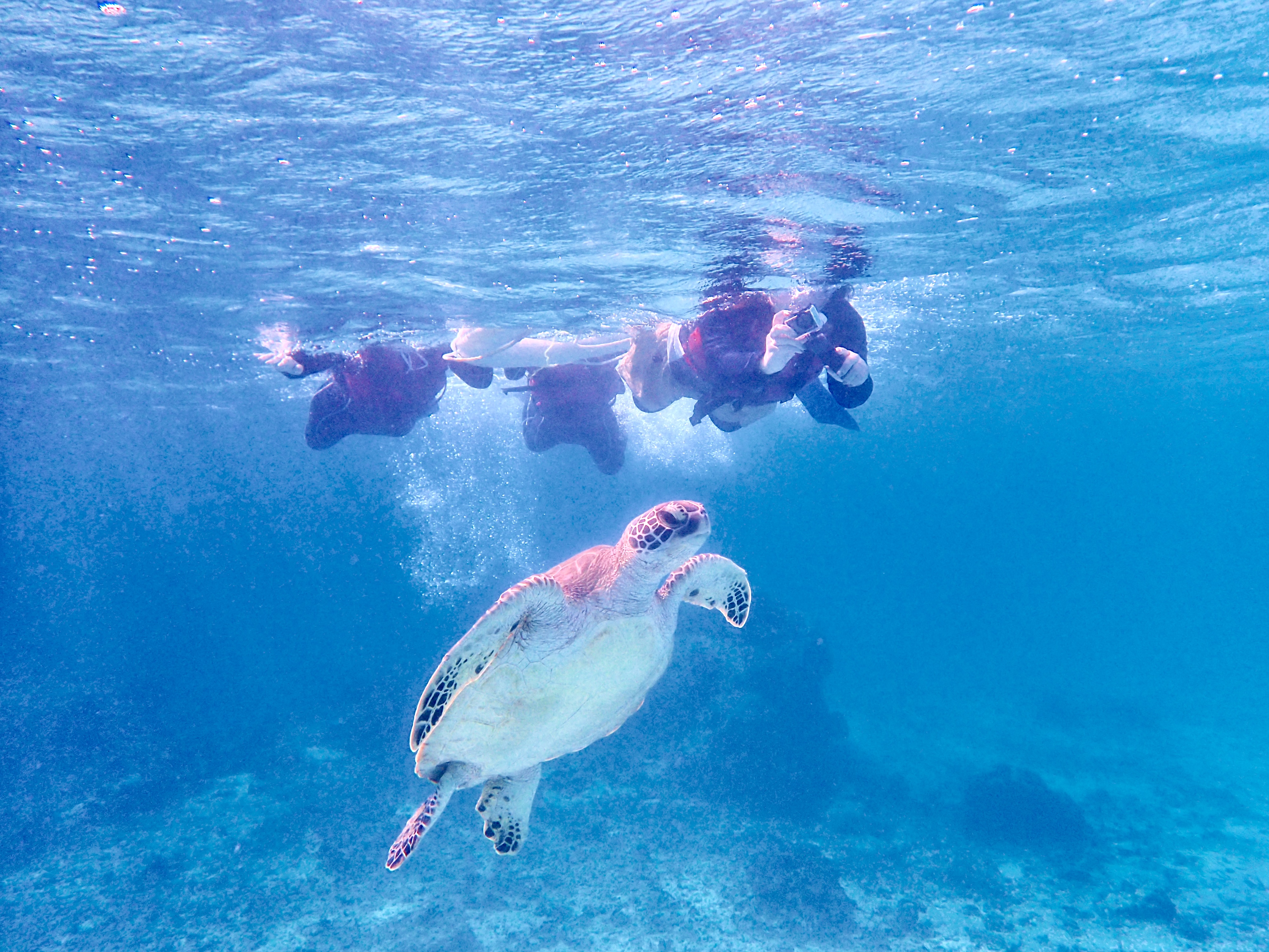 ウミガメフォトシュノーケルツアー