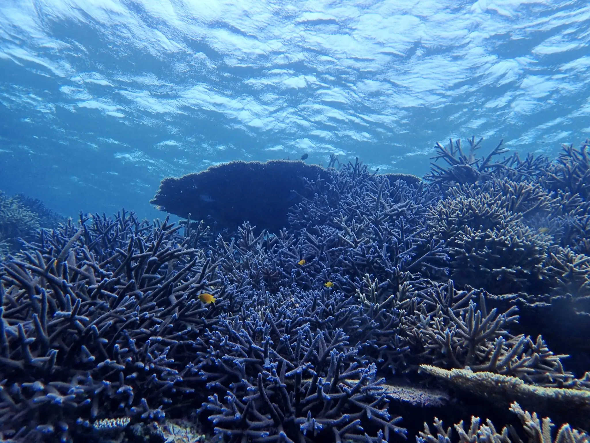透明度バツグンのヤビジ | 【宮古島】八重干瀬シュノーケリング専門