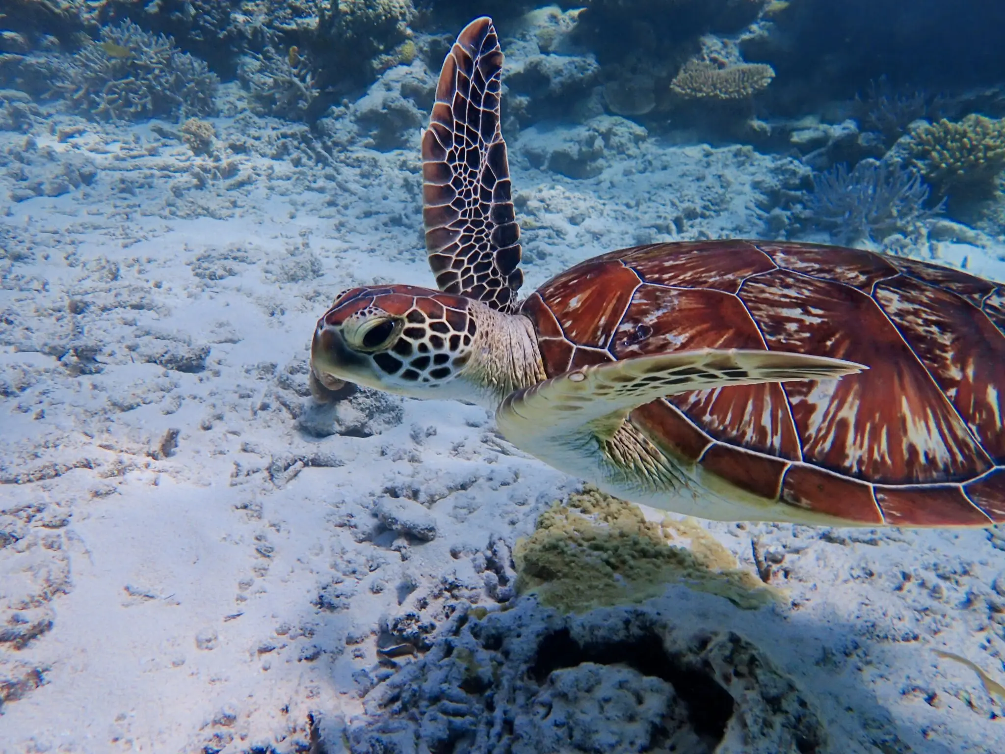 🐢雨上がりの海でウミガメに出会えた一日🐢 | 【宮古島】八重干瀬