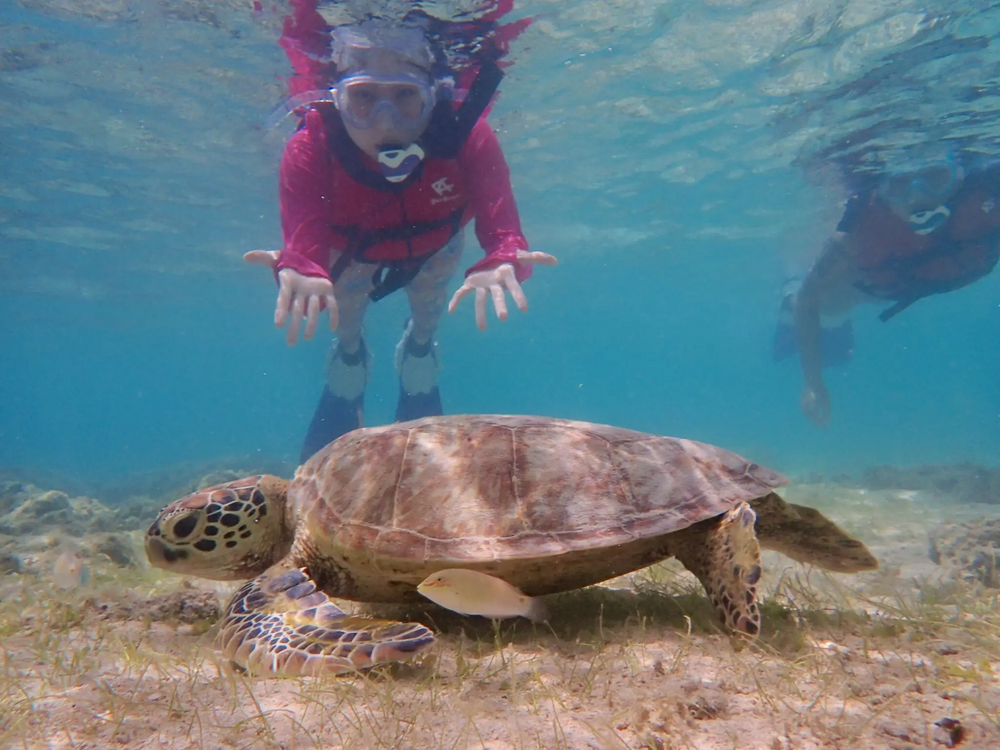 🐢ウミガメフォトシュノーケルツアー開催🐢 | 【宮古島】八重干瀬