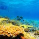 八重干瀬の海